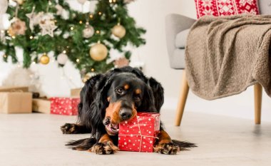 Noel zamanı Gordon setter