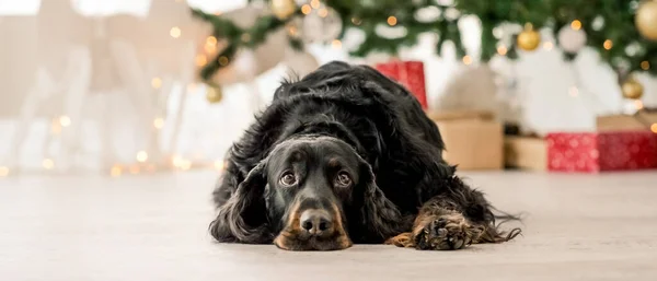 Gordon Setter na época do Natal — Fotografia de Stock