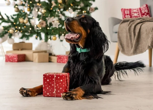 Gordon setter in Christmas time — Zdjęcie stockowe