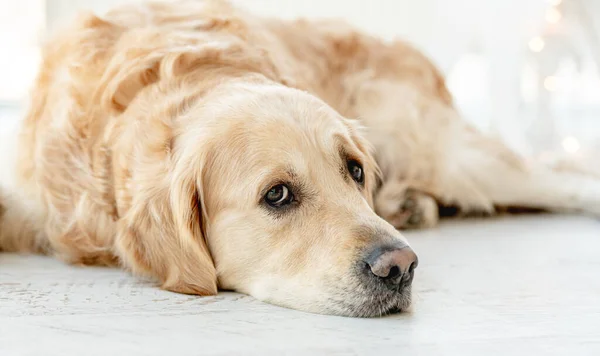 Golden retriever hund hemma — Stockfoto