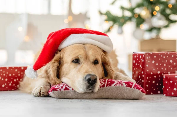 Golden retriever perro en tiempo de Navidad —  Fotos de Stock