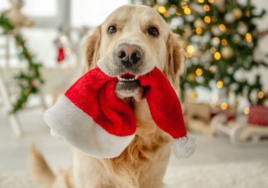 Noel zamanı Golden retriever köpeği