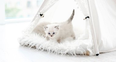 Stüdyoda oyuncak kedi yavrusu.