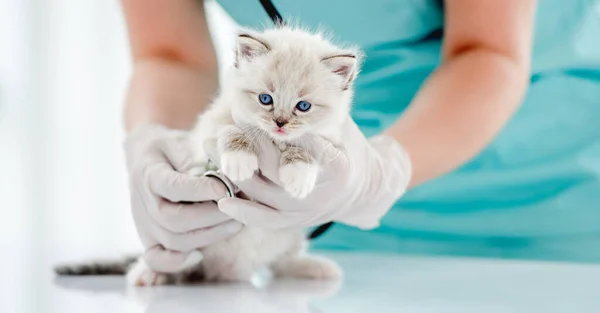 Ragdoll kattunge på veterinärkliniken — Stockfoto