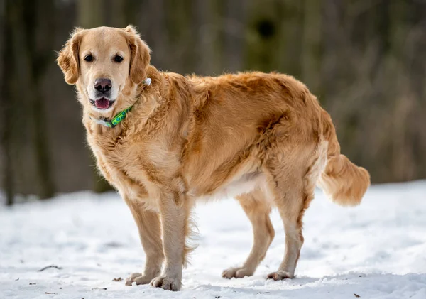 Golden retriever dog playing outside — Stock Photo, Image