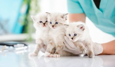 Veteriner kliniğinde bez bebek yavruları.
