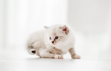 Stüdyoda oyuncak kedi yavrusu.