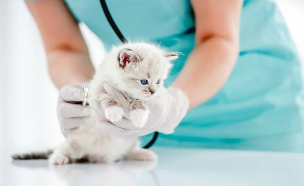 Котенок в ветеринарной клинике — стоковое фото