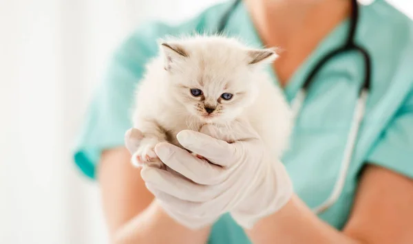 Ragdoll-Kätzchen in Tierklinik — Stockfoto