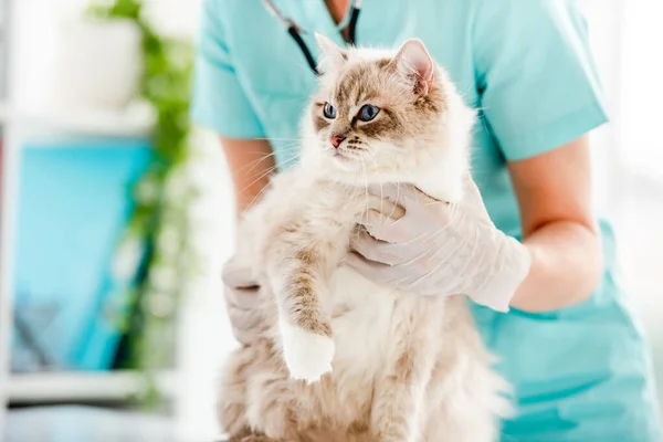 Ragdoll gato na clínica veterinária — Fotografia de Stock