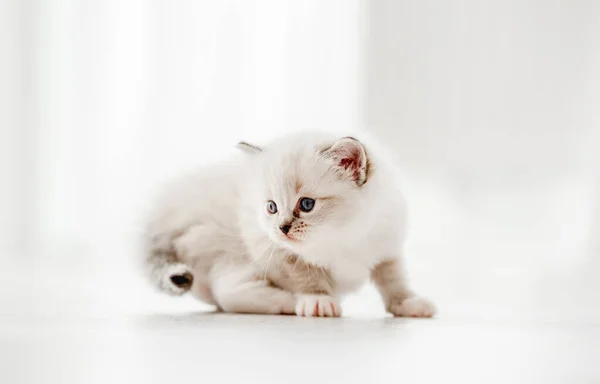 Ragdoll cat kitten in studio — Stock Photo, Image