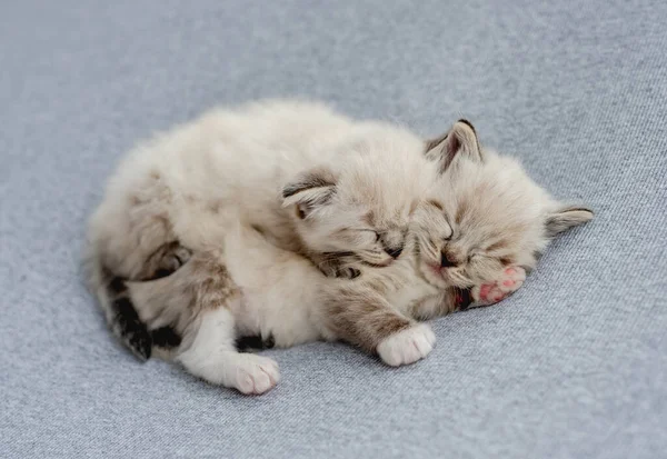 Ragdoll kitten photos newborn style — Stock Photo, Image