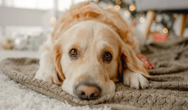 Golden retriever hund — Stockfoto