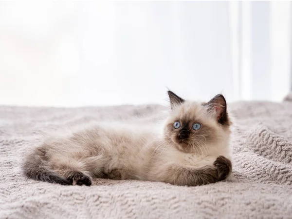 침대에 누워 있는 새끼 고양이 래그돌 — 스톡 사진