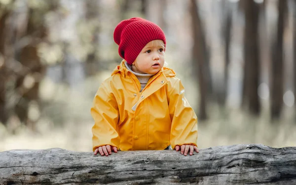 Little girl walking in the forest — Stock Photo, Image