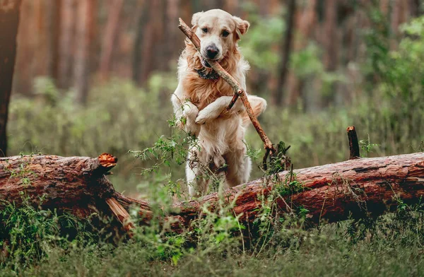 Golden retriever hond in het bos — Stockfoto