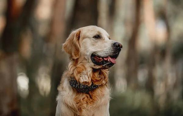 Golden retriever hond in het bos — Stockfoto