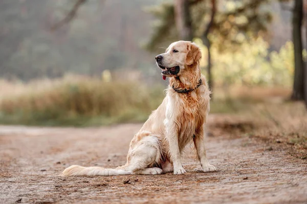 Zlatý retrívr pes v lese — Stock fotografie