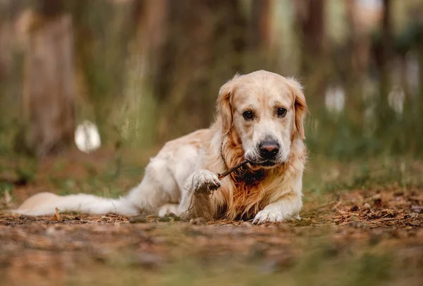 Golden retriever dog in the forest — Stock Photo, Image