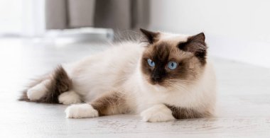 Ragdoll kedi portresi