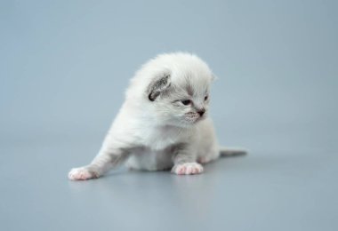 Yavru kedi açık mavi arkaplanda izole edilmiş.