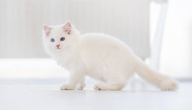 Aydınlık odada oyuncak kedi