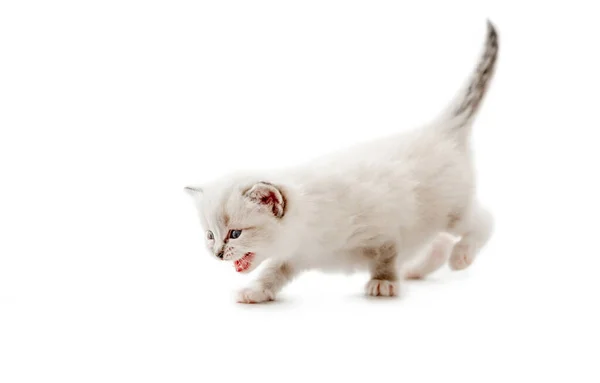 Pisica Ragdoll pisoi izolat pe fundal alb — Fotografie, imagine de stoc
