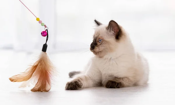 Kotě ragdoll hrát s hračkami — Stock fotografie
