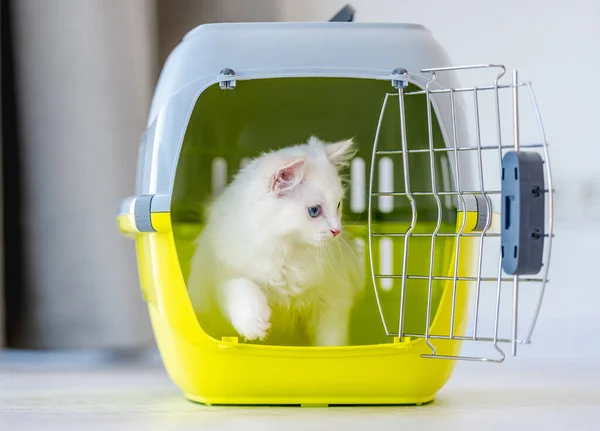 Ragdoll Katze im Inneren tragen — Stockfoto