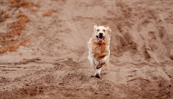 Golden retriever hund i höstskogen — Stockfoto