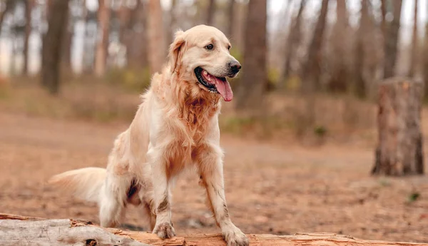 Золотистая собака-ретривер — стоковое фото