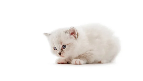 Ragdoll kat killing isoleret på hvid baggrund - Stock-foto