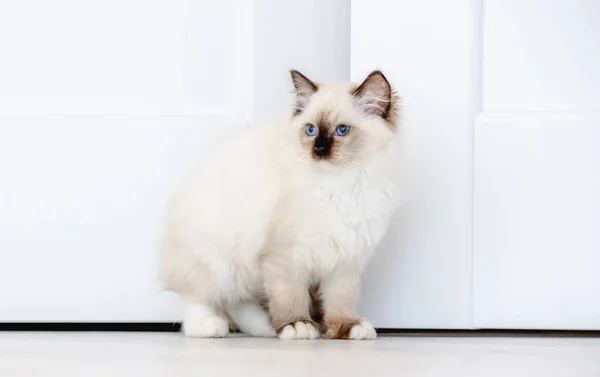 Ragdoll macska a fényszobában — Stock Fotó