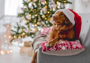 Noel zamanı Toller Retriever