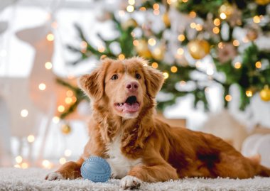 Noel zamanı Toller Retriever