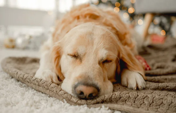 Golden retriever perro — Foto de Stock