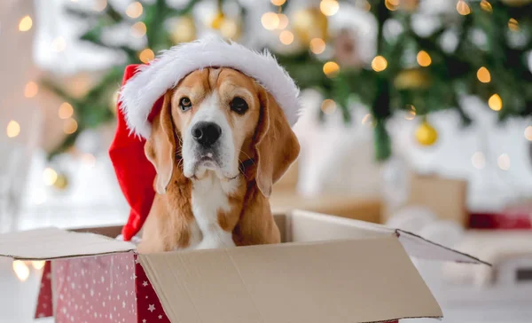 Cão beagle na época do Natal — Fotografia de Stock