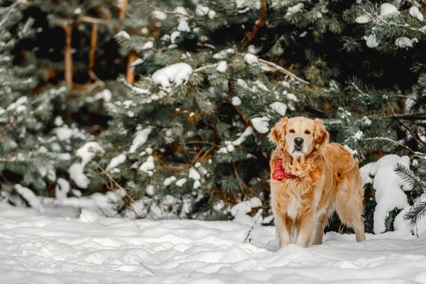 Golden retriever hond in de winter tijd — Stockfoto