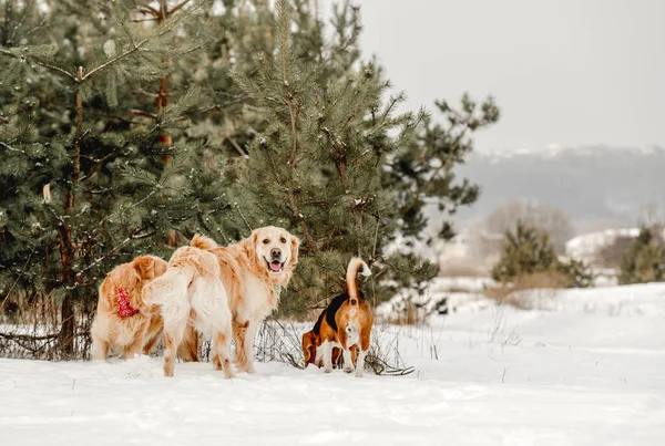 Kış zamanı Golden retriever köpek ve av köpeği — Stok fotoğraf