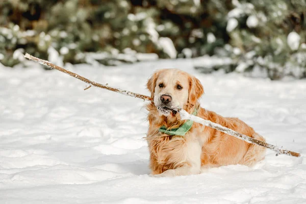 Golden retriever perro en invierno —  Fotos de Stock