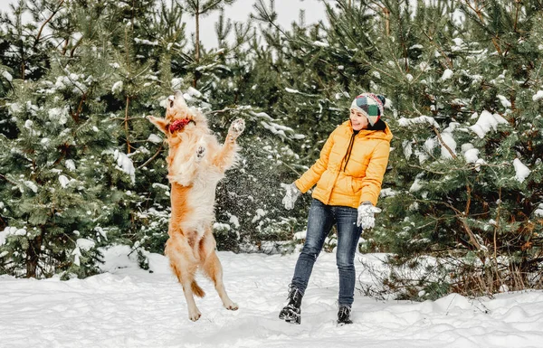 Kış zamanı Golden retriever köpeği — Stok fotoğraf