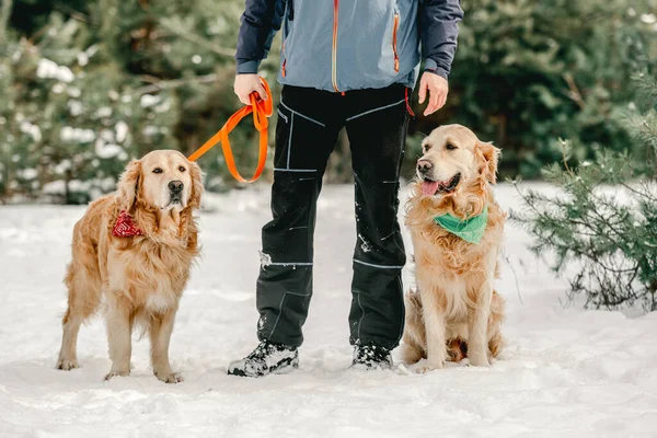 Kış zamanı Golden retriever köpekleri — Stok fotoğraf