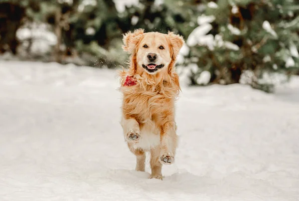 Golden retriever dog in winter time — Stock Photo, Image