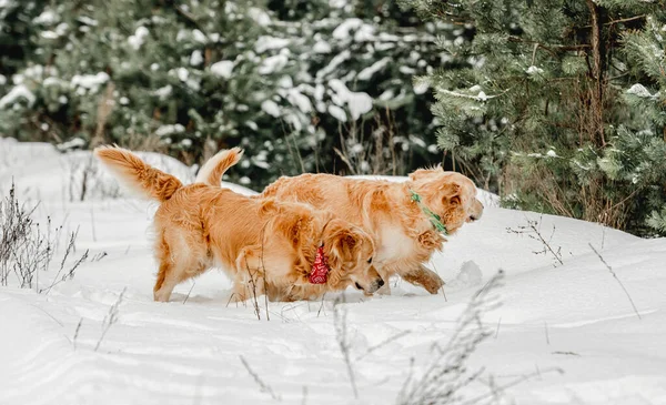 Golden retriever kutyák télen — Stock Fotó
