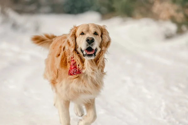 Golden retriever perro en invierno —  Fotos de Stock