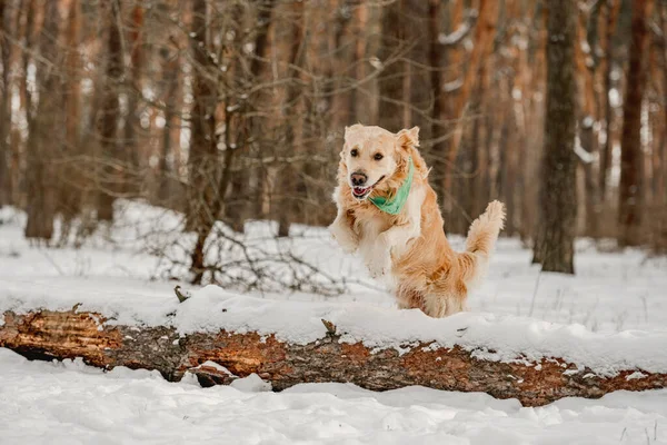 冬季的金毛猎犬 — 图库照片