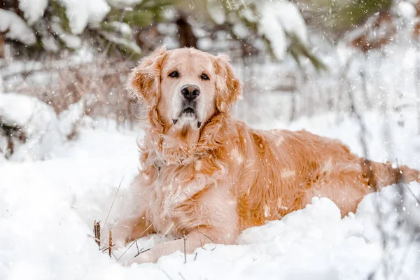 Golden retriever kutya télen — Stock Fotó