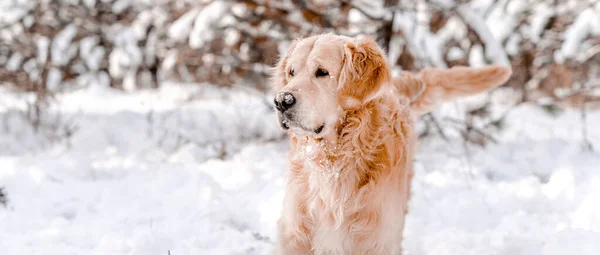 โกลเด้นรีทรีฟเวอร์สุนัขในฤดูหนาว — ภาพถ่ายสต็อก