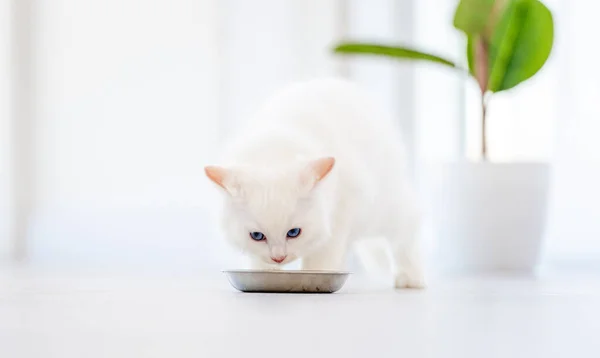 Ragdoll-Katze im hellen Raum — Stockfoto