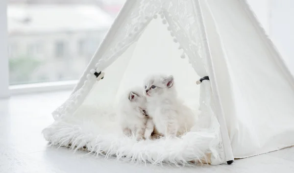 Ragdoll cat kitten in studio — Stock Photo, Image